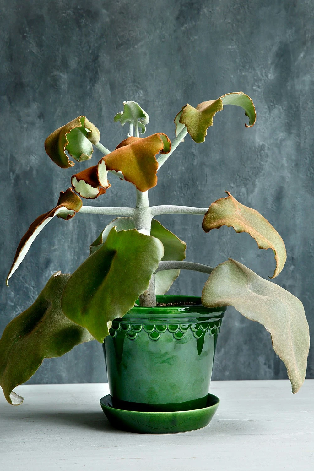 Bergs Potter Copenhagen Topf Grün, 18 Cm 6 Bergs Potter Copenhagen Topf Grün, 18 Cm – Bild 6