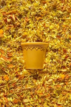 Bergs Potter Copenhagen Topf Mit Unterteller Gelb, Ø14 Cm 8 Bergs Potter Copenhagen Topf Mit Unterteller Gelb, Ø14 Cm -Royal Design Angebote Möbel Store bergs potter copenhagen topf mit unterteller gelb 1