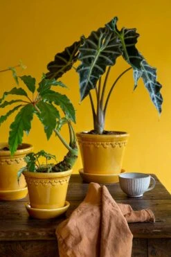 Bergs Potter Copenhagen Topf Mit Unterteller Gelb, Ø14 Cm 11 Bergs Potter Copenhagen Topf Mit Unterteller Gelb, Ø14 Cm -Royal Design Angebote Möbel Store bergs potter copenhagen topf mit unterteller gelb 4